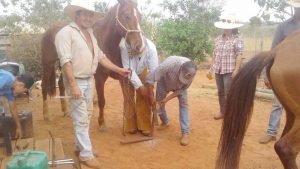 Casqueamento e Manutenção de Cascos (2)-a